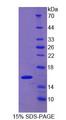 LGALS9C Protein - Recombinant Galectin 9C By SDS-PAGE