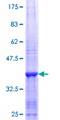 LGI2 Protein - 12.5% SDS-PAGE Stained with Coomassie Blue.