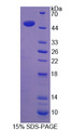 LGMN / Legumain Protein - Recombinant Legumain By SDS-PAGE