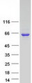 LGSN Protein - Purified recombinant protein LGSN was analyzed by SDS-PAGE gel and Coomassie Blue Staining