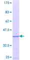 LGTN / EIF2D Protein - 12.5% SDS-PAGE Stained with Coomassie Blue.