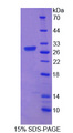 LI2 / Abca12 Protein - Recombinant ATP Binding Cassette Transporter A12 By SDS-PAGE