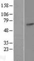 LIM Protein / LPP Protein - Western validation with an anti-DDK antibody * L: Control HEK293 lysate R: Over-expression lysate