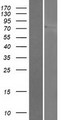 LINGO3 Protein - Western validation with an anti-DDK antibody * L: Control HEK293 lysate R: Over-expression lysate