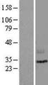 LIPH / Lipase Member H Protein - Western validation with an anti-DDK antibody * L: Control HEK293 lysate R: Over-expression lysate