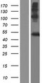 LIPM / LIPL3 Protein - Western validation with an anti-DDK antibody * L: Control HEK293 lysate R: Over-expression lysate