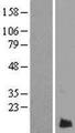 LMAN2L Protein - Western validation with an anti-DDK antibody * L: Control HEK293 lysate R: Over-expression lysate