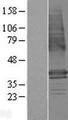 LMBR1 Protein - Western validation with an anti-DDK antibody * L: Control HEK293 lysate R: Over-expression lysate