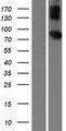 LMLN Protein - Western validation with an anti-DDK antibody * L: Control HEK293 lysate R: Over-expression lysate