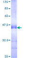LMO7 Protein - 12.5% SDS-PAGE Stained with Coomassie Blue.