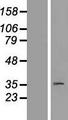 LMPB1 / PAQR8 Protein - Western validation with an anti-DDK antibody * L: Control HEK293 lysate R: Over-expression lysate