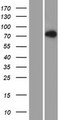 LNX2 Protein - Western validation with an anti-DDK antibody * L: Control HEK293 lysate R: Over-expression lysate