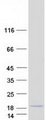 LOC100130933 Protein - Purified recombinant protein SMIM6 was analyzed by SDS-PAGE gel and Coomassie Blue Staining