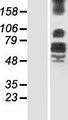 LRFN4 Protein - Western validation with an anti-DDK antibody * L: Control HEK293 lysate R: Over-expression lysate