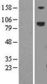 LRFN5 Protein - Western validation with an anti-DDK antibody * L: Control HEK293 lysate R: Over-expression lysate