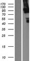 LRP3 Protein - Western validation with an anti-DDK antibody * L: Control HEK293 lysate R: Over-expression lysate