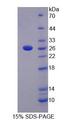 LRP3 Protein - Recombinant Low Density Lipoprotein Receptor Related Protein 3 By SDS-PAGE