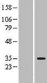 LRP5L Protein - Western validation with an anti-DDK antibody * L: Control HEK293 lysate R: Over-expression lysate