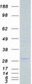 LRP5L Protein - Purified recombinant protein LRP5L was analyzed by SDS-PAGE gel and Coomassie Blue Staining
