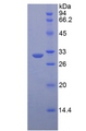 LRP6 Protein - Recombinant Low Density Lipoprotein Receptor Related Protein 6 By SDS-PAGE