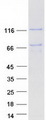 LRPPRC Protein - Purified recombinant protein LRPPRC was analyzed by SDS-PAGE gel and Coomassie Blue Staining
