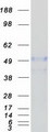 LRRC14 Protein - Purified recombinant protein LRRC14 was analyzed by SDS-PAGE gel and Coomassie Blue Staining
