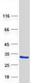 LRRC20 Protein - Purified recombinant protein LRRC20 was analyzed by SDS-PAGE gel and Coomassie Blue Staining