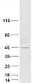 LRRC28 Protein - Purified recombinant protein LRRC28 was analyzed by SDS-PAGE gel and Coomassie Blue Staining