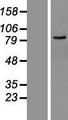 LRRC36 Protein - Western validation with an anti-DDK antibody * L: Control HEK293 lysate R: Over-expression lysate