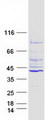 LRRC39 Protein - Purified recombinant protein LRRC39 was analyzed by SDS-PAGE gel and Coomassie Blue Staining