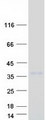 LRRC3B Protein - Purified recombinant protein LRRC3B was analyzed by SDS-PAGE gel and Coomassie Blue Staining