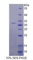 LRRC3C Protein - Recombinant Leucine Rich Repeat Containing Protein 3C (LRRC3C) by SDS-PAGE