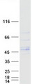 LRRC42 Protein - Purified recombinant protein LRRC42 was analyzed by SDS-PAGE gel and Coomassie Blue Staining