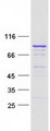 LRRC43 Protein - Purified recombinant protein LRRC43 was analyzed by SDS-PAGE gel and Coomassie Blue Staining