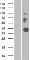 LRRC55 Protein - Western validation with an anti-DDK antibody * L: Control HEK293 lysate R: Over-expression lysate