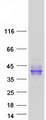 LRRC55 Protein - Purified recombinant protein LRRC55 was analyzed by SDS-PAGE gel and Coomassie Blue Staining