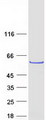 LRRC6 Protein - Purified recombinant protein LRRC6 was analyzed by SDS-PAGE gel and Coomassie Blue Staining
