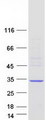 LRRC61 Protein - Purified recombinant protein LRRC61 was analyzed by SDS-PAGE gel and Coomassie Blue Staining