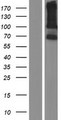 LRRC66 Protein - Western validation with an anti-DDK antibody * L: Control HEK293 lysate R: Over-expression lysate