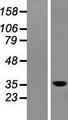 LRRC73 / C6orf154 Protein - Western validation with an anti-DDK antibody * L: Control HEK293 lysate R: Over-expression lysate