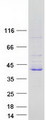 LRRC73 / C6orf154 Protein - Purified recombinant protein LRRC73 was analyzed by SDS-PAGE gel and Coomassie Blue Staining