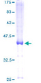 LRRC8D / LRRC5 Protein - 12.5% SDS-PAGE of human LRRC5 stained with Coomassie Blue