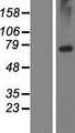 LRRC8E Protein - Western validation with an anti-DDK antibody * L: Control HEK293 lysate R: Over-expression lysate