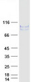 LRRN1 Protein - Purified recombinant protein LRRN1 was analyzed by SDS-PAGE gel and Coomassie Blue Staining