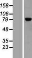 LRRN2 / GAC1 Protein - Western validation with an anti-DDK antibody * L: Control HEK293 lysate R: Over-expression lysate