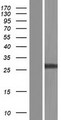 LRRN4CL Protein - Western validation with an anti-DDK antibody * L: Control HEK293 lysate R: Over-expression lysate