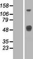 LRTM1 Protein - Western validation with an anti-DDK antibody * L: Control HEK293 lysate R: Over-expression lysate