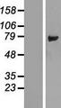 LSG1 Protein - Western validation with an anti-DDK antibody * L: Control HEK293 lysate R: Over-expression lysate