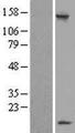 LSM7 Protein - Western validation with an anti-DDK antibody * L: Control HEK293 lysate R: Over-expression lysate