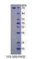 LSR / LISCH7 Protein - Recombinant Lipolysis Stimulated Lipoprotein Receptor By SDS-PAGE